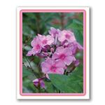 Photo Greeting Card Of Pink Phlox Flowers by Kurt Neumann